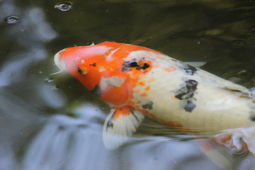 Testa di carpa koi arancione