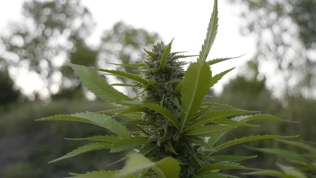 Shallow Depth of Field Shot of a top flower of a cannabis plant outdoors in colorado