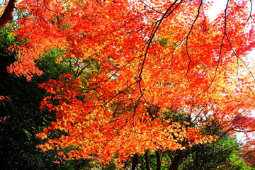 美しい紅葉