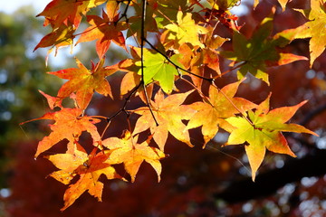 色づき始めたカエデの葉