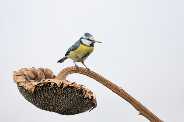 Fototapeta premium La cinciarella con un verme nel becco (Cyanistes caeruleus)