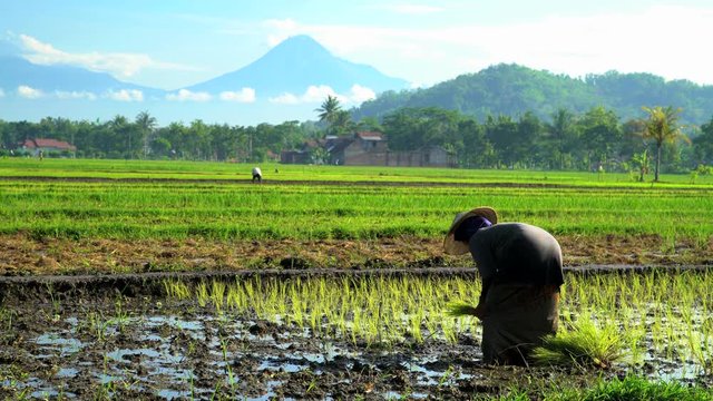 Manual farm worker in tropical rice fields near Mt Merapi volcano Java