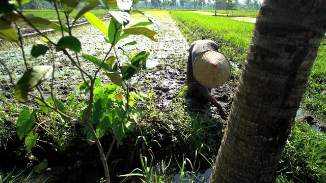 Farm worker planting rice seedlings in fertile soil Java Indonesia 