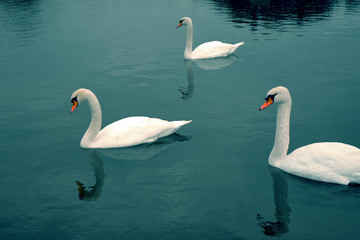 Gorgeous swans at the deep blue alps lake