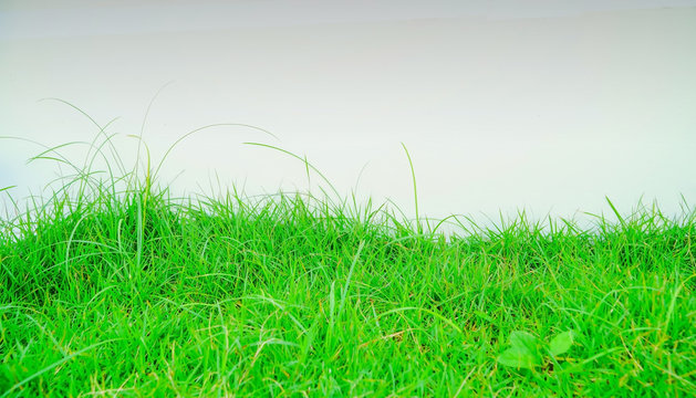 Grass isolated on white background, Background design. Leave space for adding text.