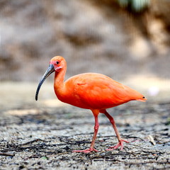 A Lone Scarlet Ibis