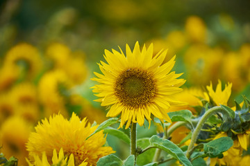 Obraz premium Blossoming sunflower flowers on the farm field. Macro close up view