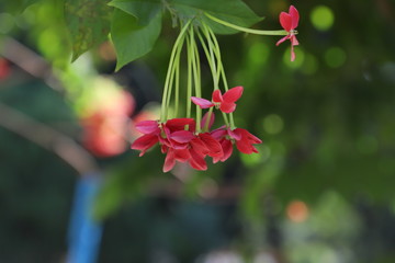 Obraz premium red garden flowers