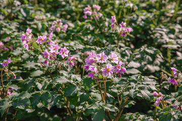 Close up of a potato field. Flowering potatoes.