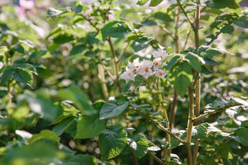 Obraz premium Close up of a potato field. Flowering potatoes.