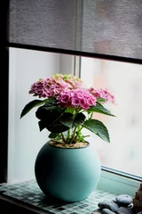 Photo sur Plexiglas Hortensia Un pot d& 39 hortensia rose dans la maison. En hiver. Plante à fleurs en pot.