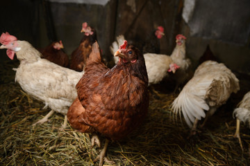 live brown chicken, fearsome look
