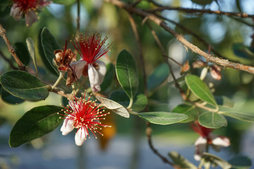 Feijoa flowers on a blurred green background.