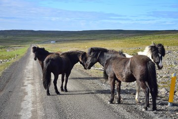 In remote parts of Iceland you may expect free running horses, even on the gravel road. The north...
