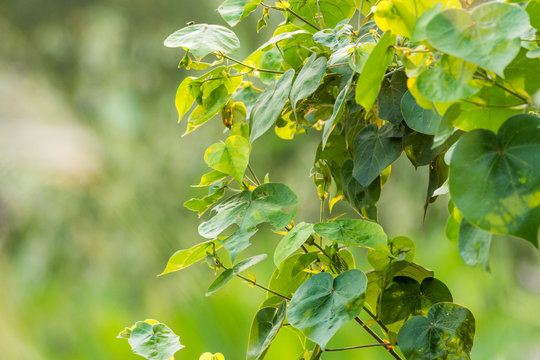 Indian tulip tree (Thespesia populnea)