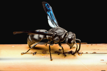 Black wasp with blue wings biting on the bamboo pole