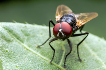 House fly on green leaf