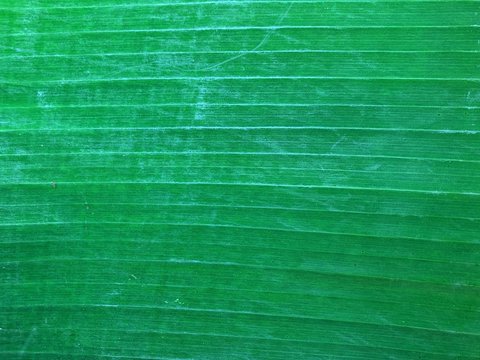 banana leaf  abstract background