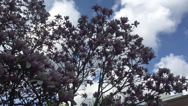 A silhouette of a Chinese Magnolia Tree or Tulip Tree