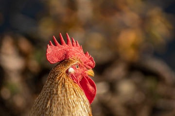 gallo focus (rooster focus)