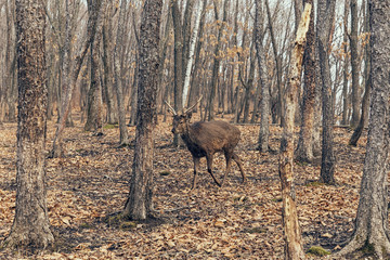 Wild deer walking in the woods in Russia