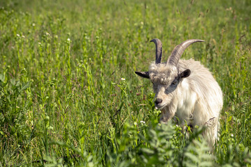 Horned goat grazing on spring green meadow
