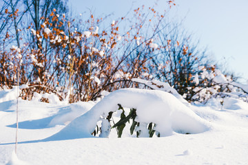 Branches is full of snow