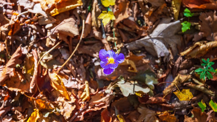 Crocus flower in yellow autumn forest