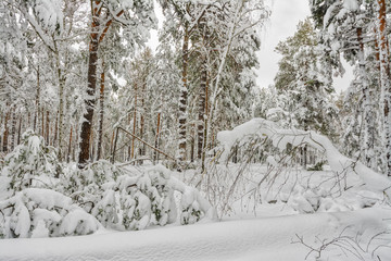 walk in the winter forest. snow-covered forest, snow-covered trees. snow. coldly.