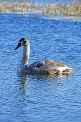 Swan on the lake Uvildy in November, Chelyabinsk region. Russia