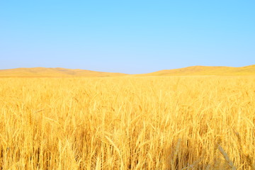 golden field