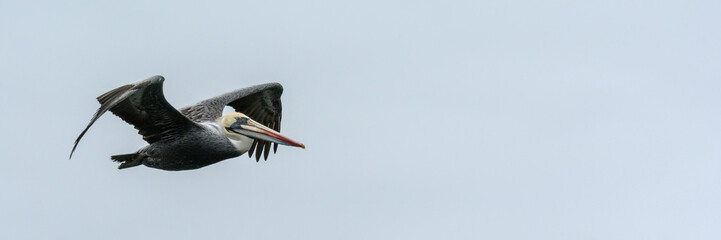 Flying pelican 