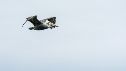 Flying pelican