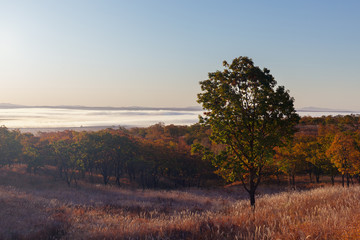 Fototapeta na wymiar Morning view of the valley covered with fog in autumn season