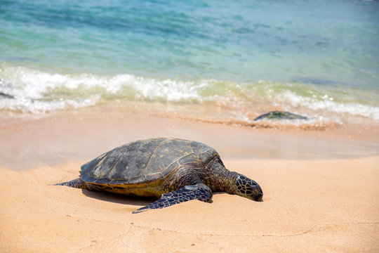 Close view of sea turtle resting on Laniakea beach on a sunny day, Oahu, Hawaii