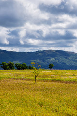 Lonely tree among yellow and green hills and meadows and cloudy blue sky