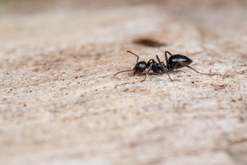 Black Camponotus ant in the rainforest of tropical Queensland, Australia, on timber with negative space