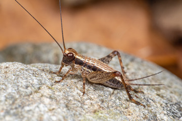 Striped true cricket (gryllidae) foraging on a rainforest floor in Queensland, Australia