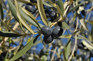 Obraz na płótnie Canvas black olives on tree