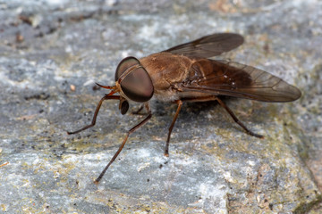 Brown Australian march fly (Tabanidae) in queensland