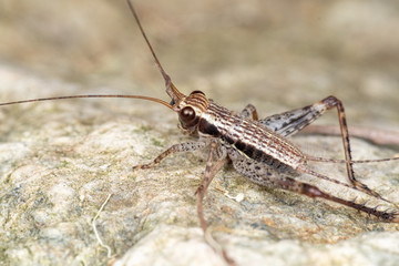 Striped true cricket (gryllidae) foraging on a rainforest floor in Queensland, Australia