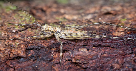 Young juvenile spiny katydid camouflaged against tree in the rainforest of tropical north Queensland, Australia