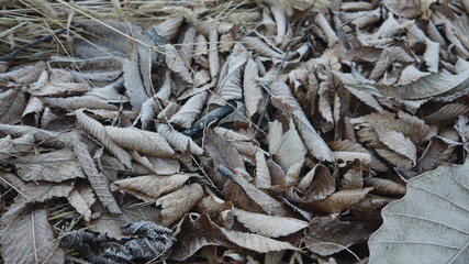 겨울 낙엽