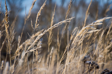 Fototapeta premium grass in the wind winter