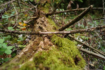 Mossy bole in the forest