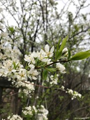 Naklejka premium blooming apple tree in spring