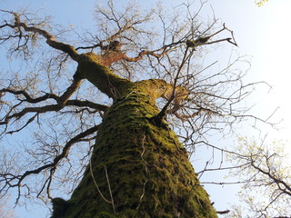 Arbre