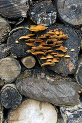 Mushrooms Growing in Tree Trunk
