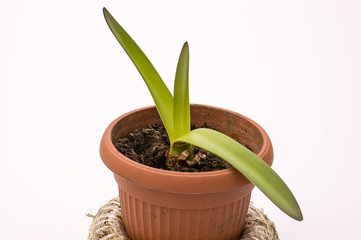 Green shoots growing from an amaryllis bulb in a pot on white background