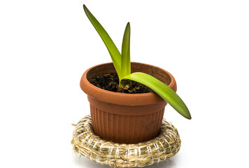 Green shoots growing from an amaryllis bulb in a pot on white background